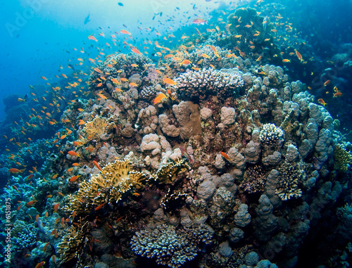 Colorful reef in the Red Sea, Egypt
