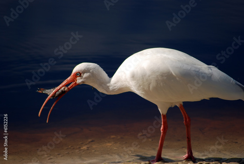 Tableau sur toile Closeup of a white Ibis with a fish in his mouth