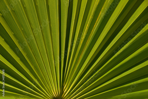 Radiant pattern of green palm leaf, natural background.