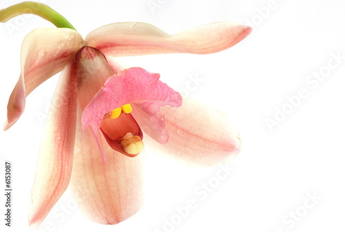 cymbidium orchid isolated on white background photo