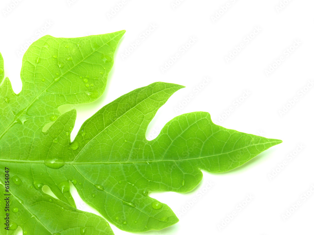 Obraz premium feuille de papayer