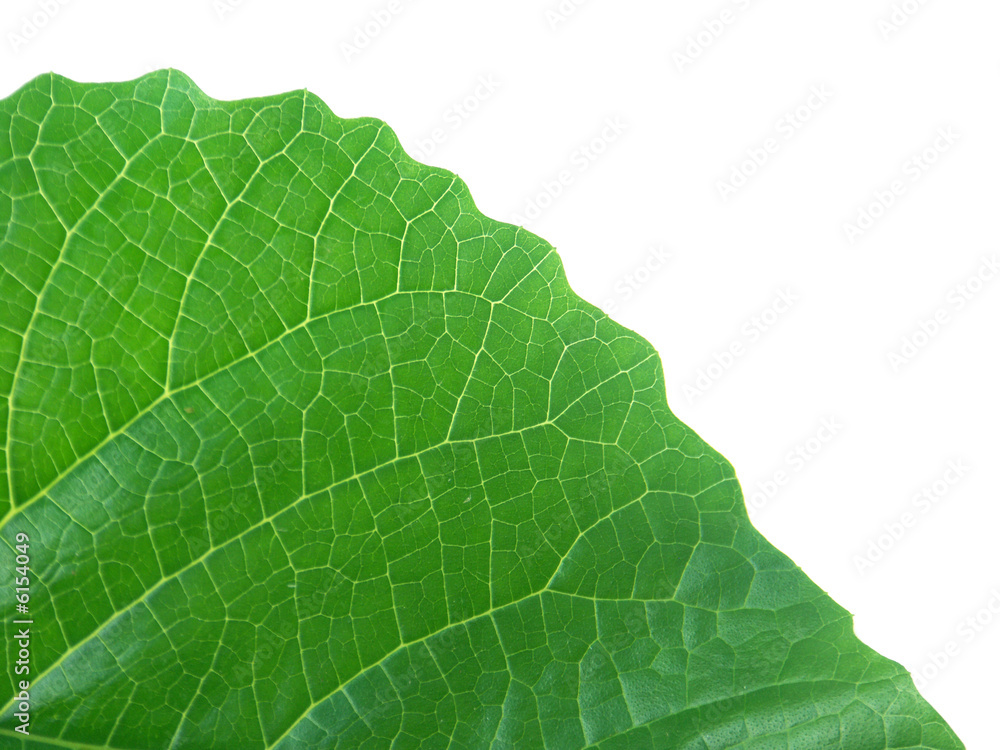 Obraz premium bout de feuille