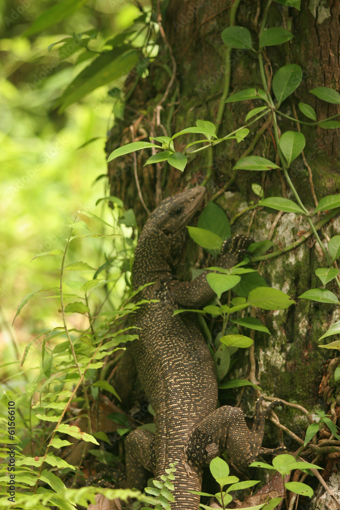 Fototapeta premium Lizard