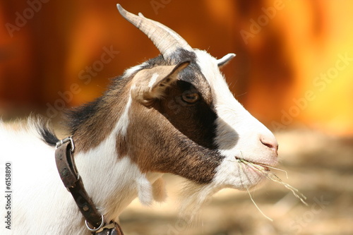 Chèvre