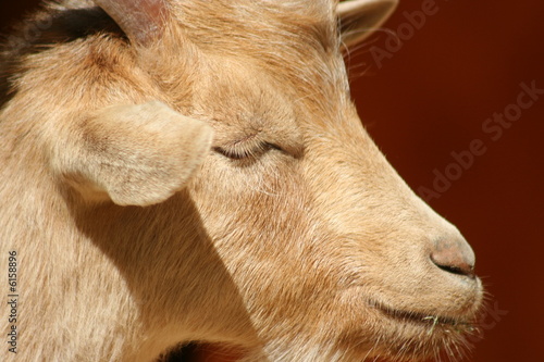 Chevreau
