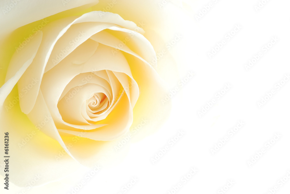 Fototapeta premium Close-up of soft creamy white rose flower