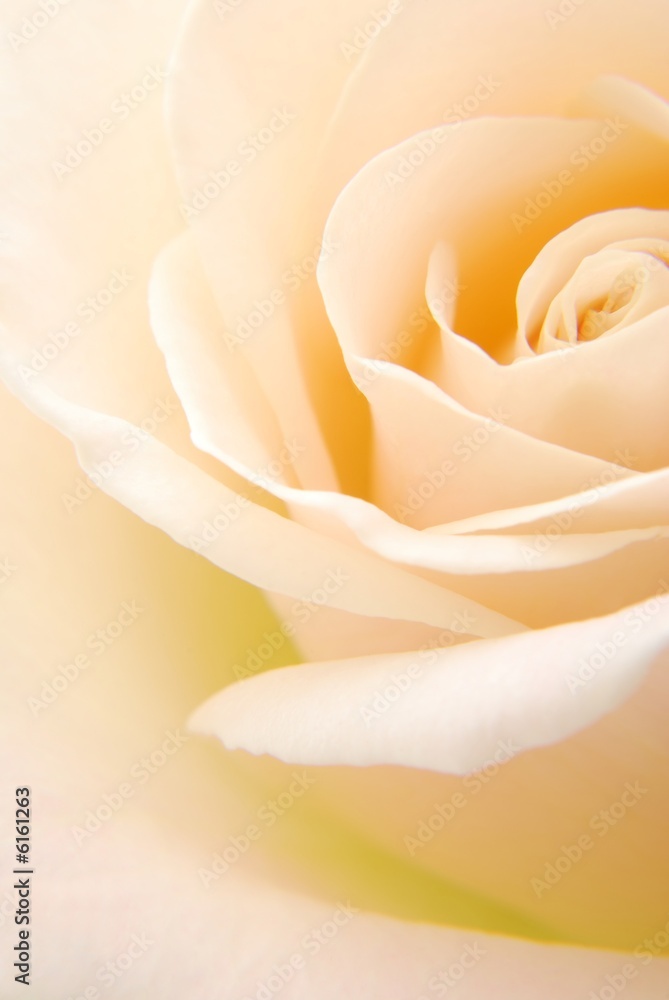 Obraz premium Close-up of soft creamy white rose flower 
