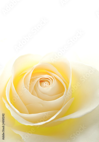 Close-up of soft creamy white rose flower 