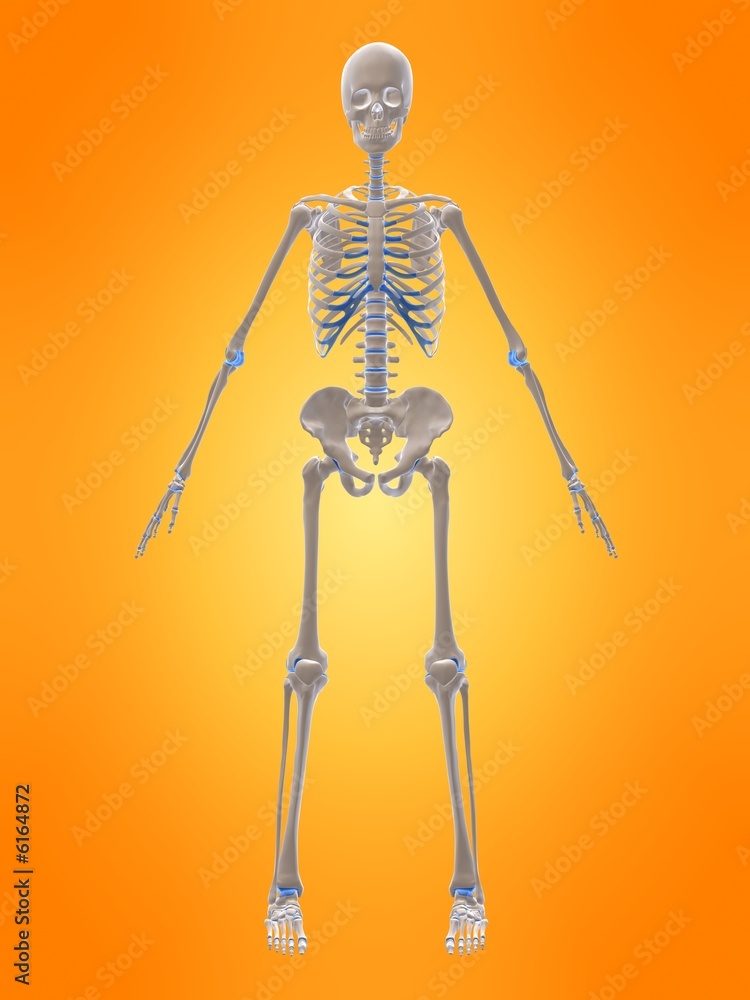 vorderansicht eines menschlichen skeletts vorderansicht eines menschlichen skeletts