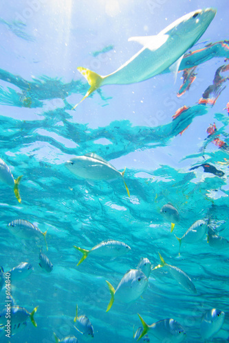 Photography Under The Sea