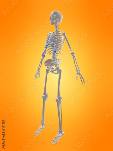 seitenansicht eines menschlichen skeletts
