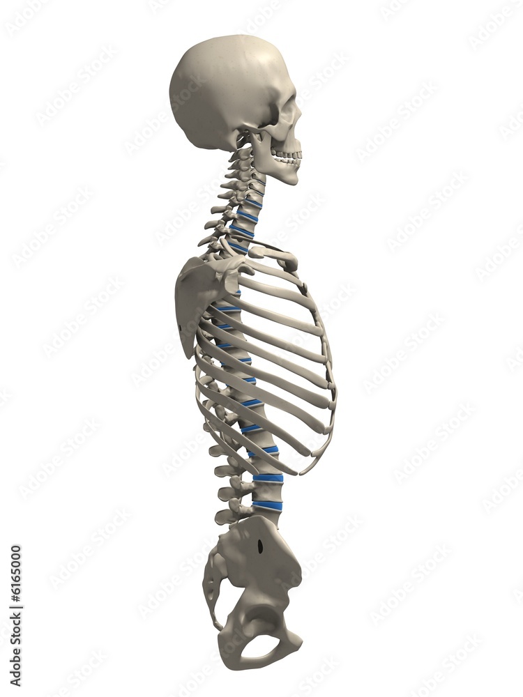 skelett torso mit schädel