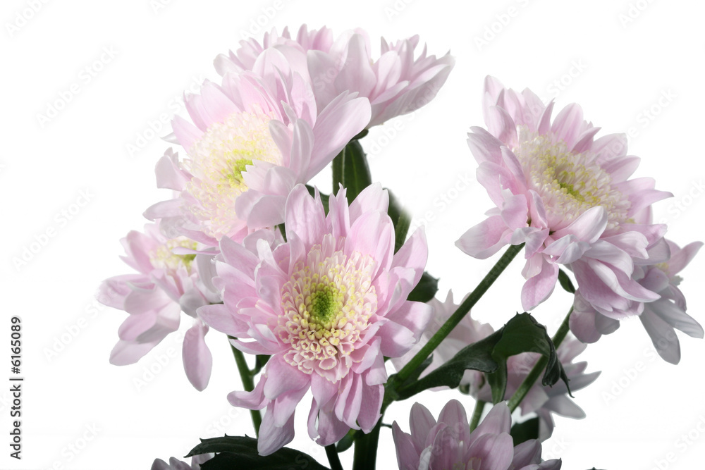 beautiful pink spring flower close-up