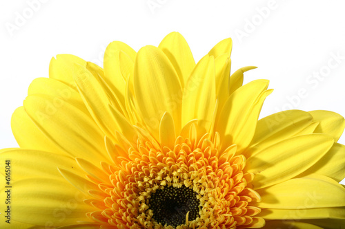 beautiful yellow spring flower close-up
