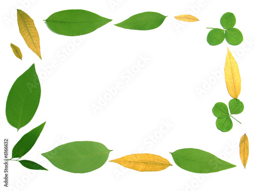 cadre de feuilles
