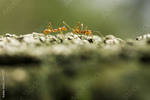 Ant © Antonio V. Oquias
