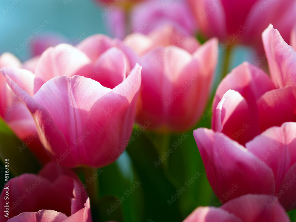 Pink tulips in the sun