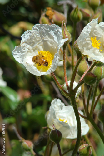 Abeille butinant un ciste à feuille de laurier,Aude,Pyrénées photo