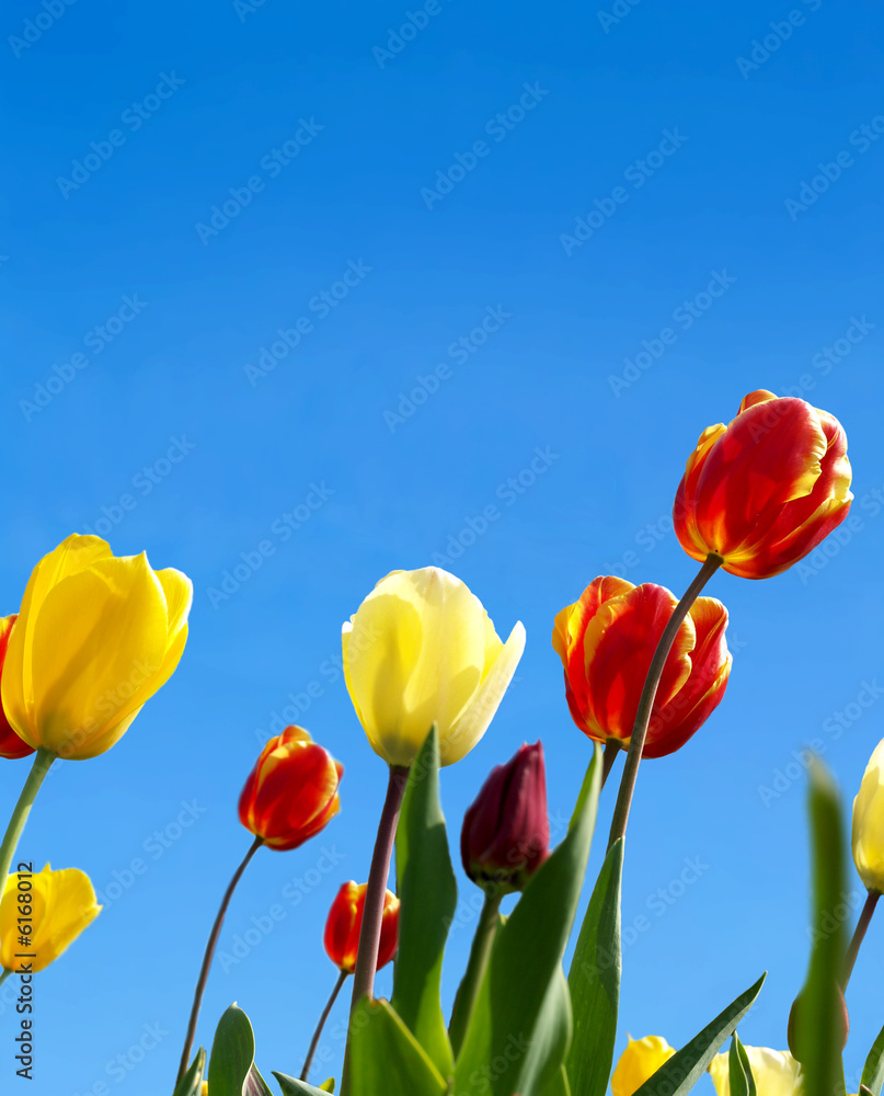 Vivid tulips with copyspace in the sky