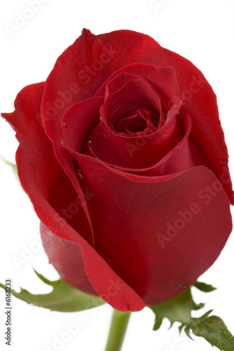 Rote Rose photo