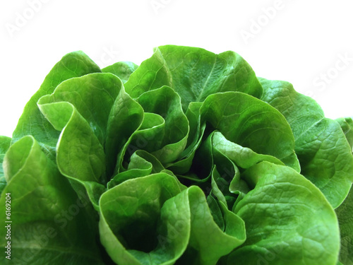 lettuce