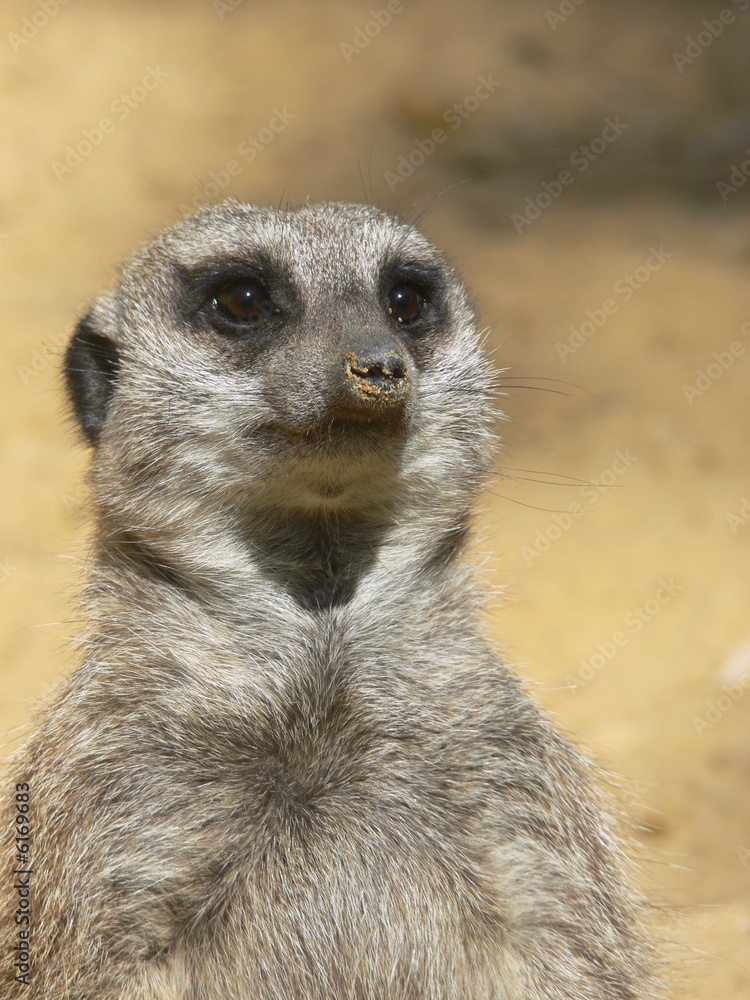 Suricate Suricate