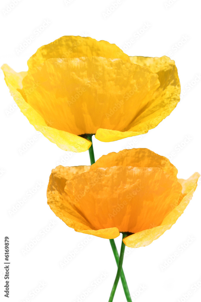 Naklejka premium yellow poppy on white background
