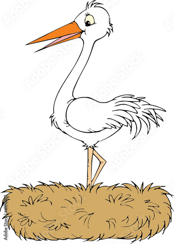 White stork 