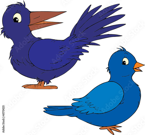 Raven and pigeon 