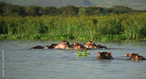 Family of Hippos Lake Naivasha Kenya Africa.