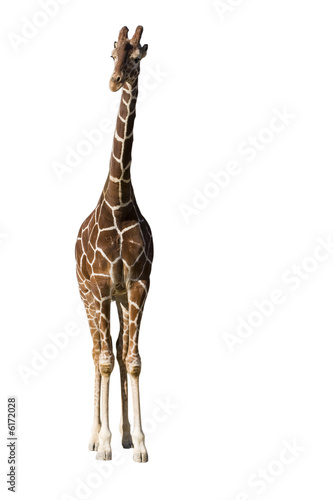 girafe © RomainQuéré
