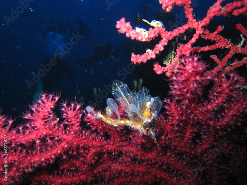 gorgonie rosse e claveline