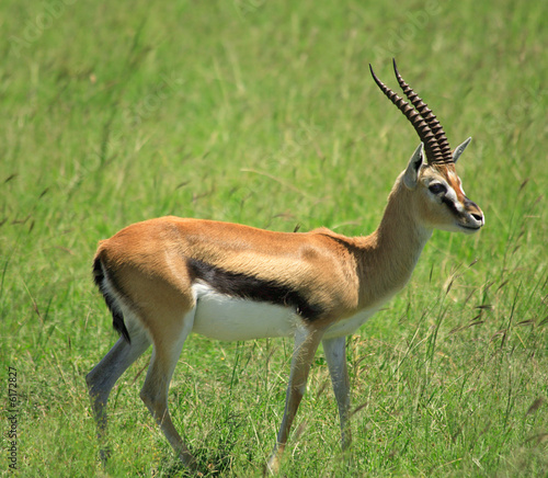 Gazelle standing  on its own in the grass Masai Mara Kenya.