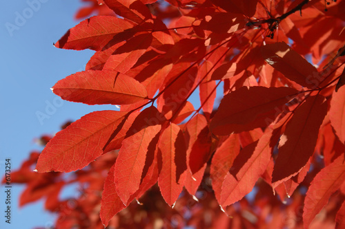 Colorful and bright autumn leaves over blue sky