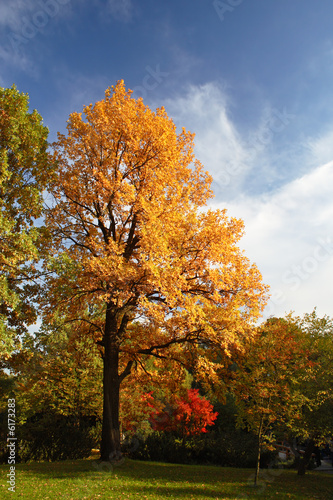 Bright autumn tree in a park over deep blue sky.