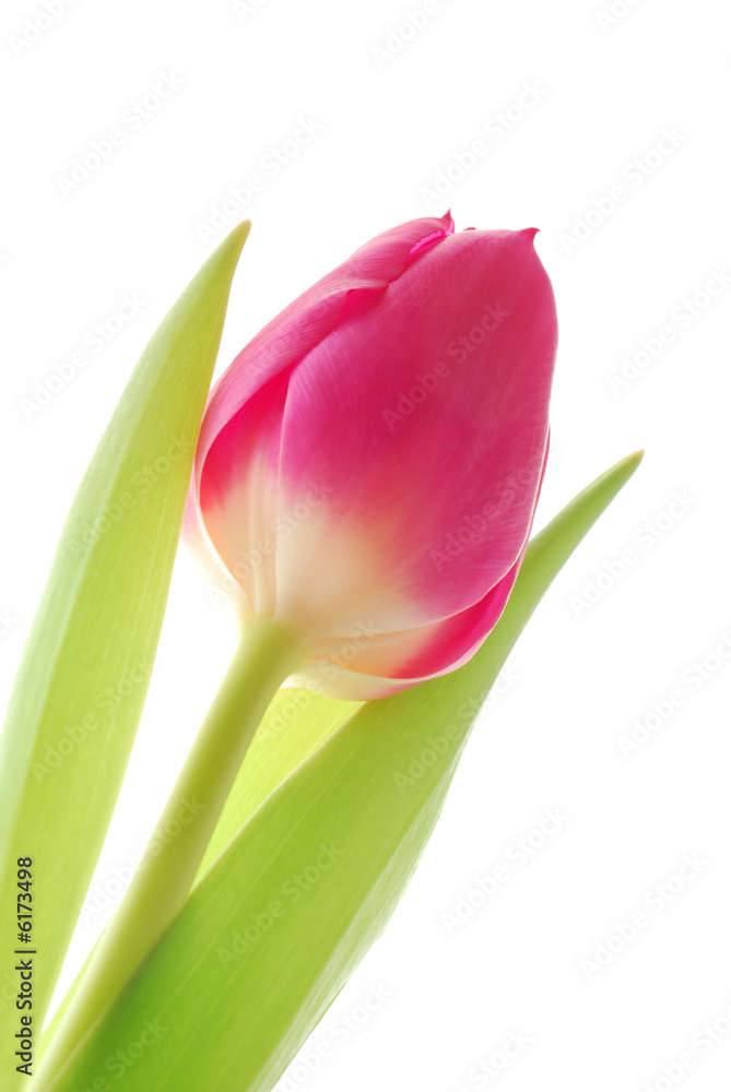 Close-up of colourful spring tulip against white background