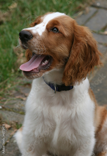 young springer spaniel