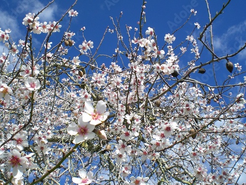 Mandelblüte