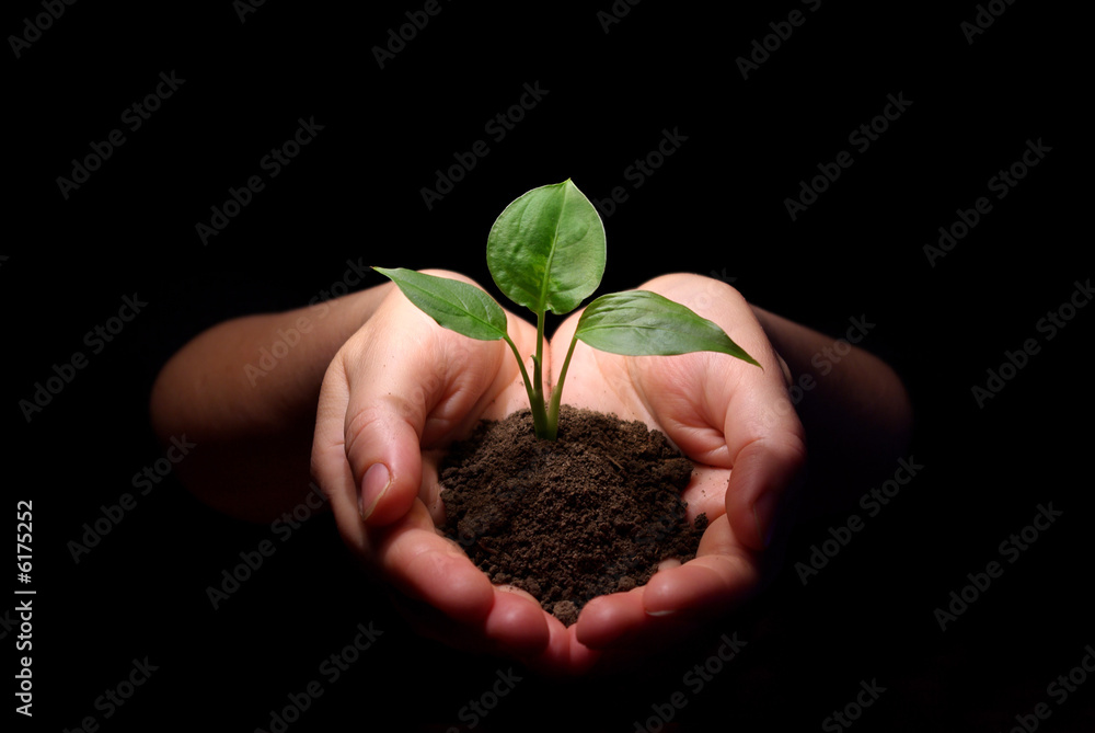 Hands holding sapling in soil Hands holding sapling in soil