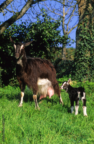 CHEVRE ET CHEVREAU 2