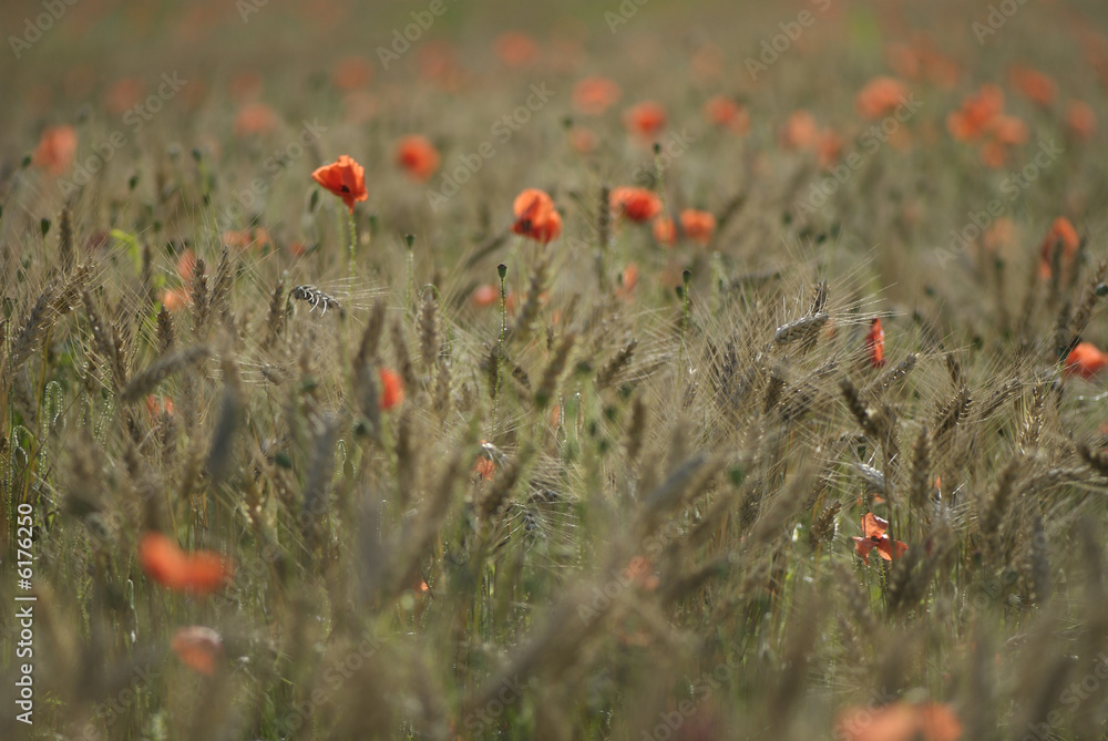 Obraz premium coquelicot