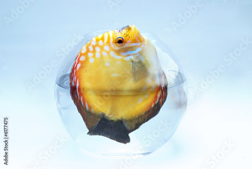 Big fish