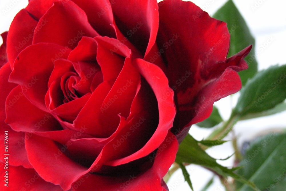 rose rose