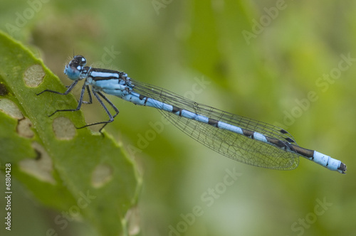 Damselfly