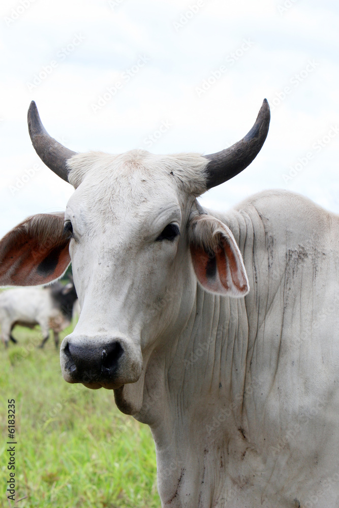 A bull on a cattle ranch in central america