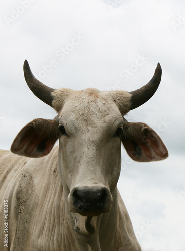 An angry bull staring down at you