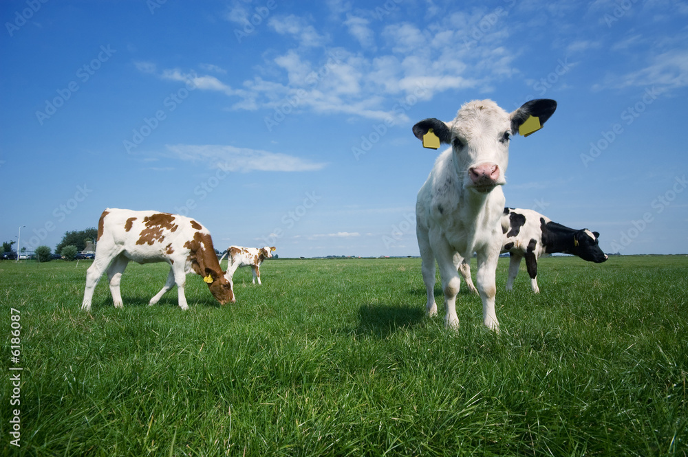 cute baby cow