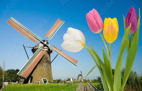 windmill and tulips