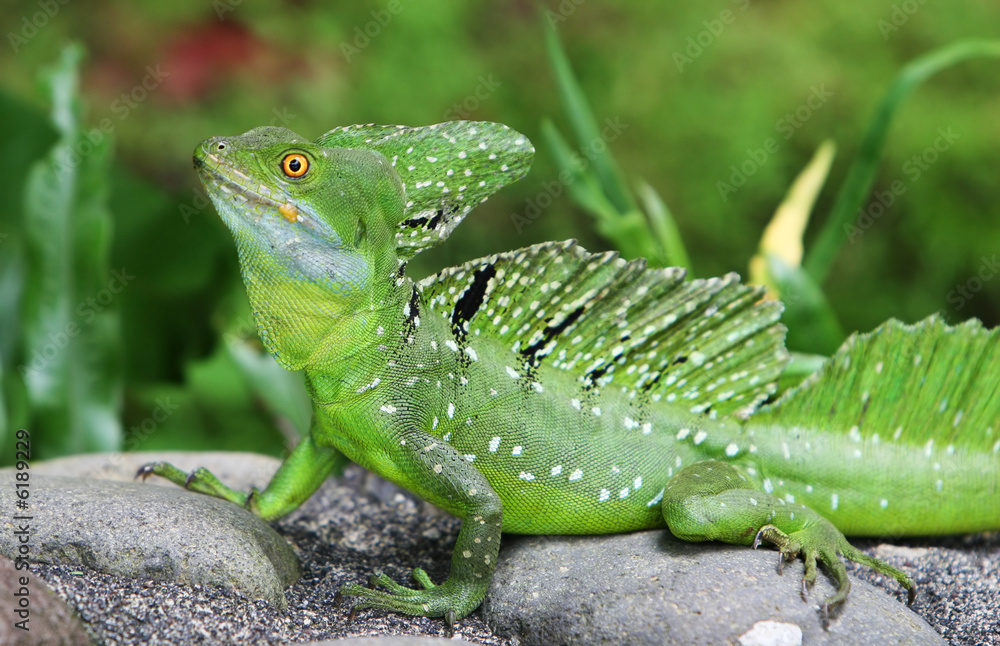 Fototapeta premium An Emerald Basilisk in Costa Rica