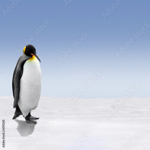 A king penguin in Antarctica